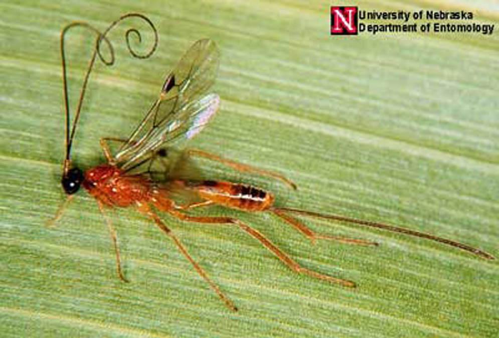 Credits: Jim Kalisch and Tom Clark, University of Nebraska - Lincoln (http://entomology.unl.edu/) Figure 9.