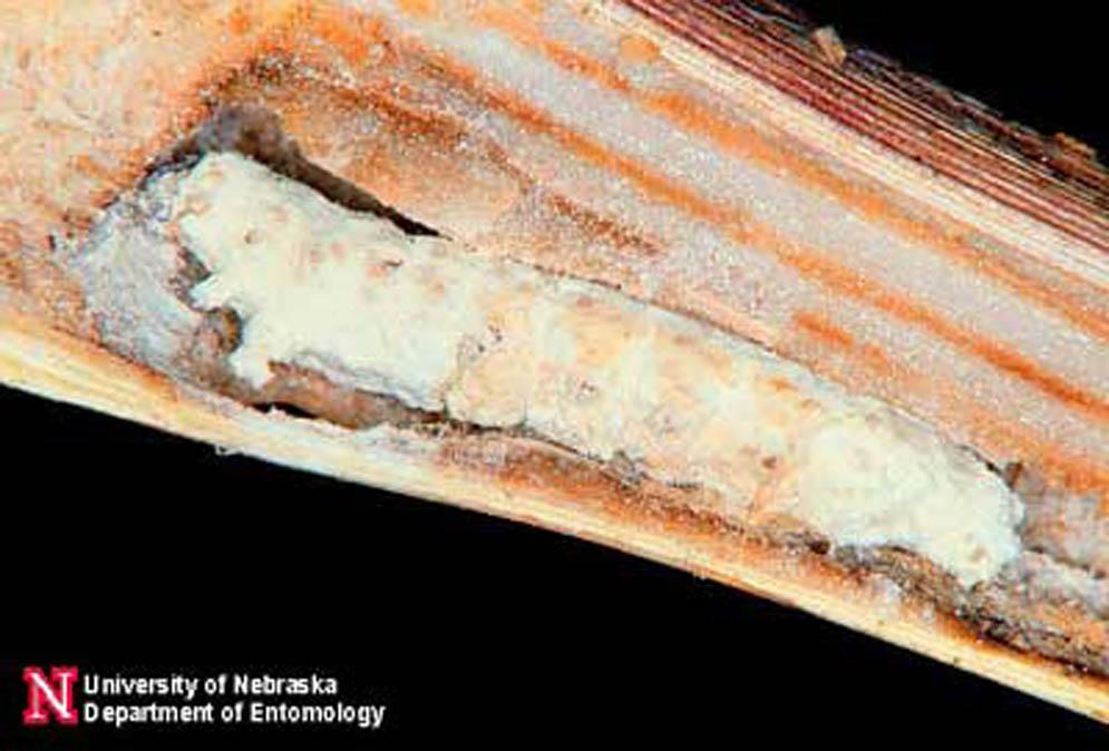 Credits: Jim Kalisch and Tom Clark, University of Nebraska - Lincoln (http://entomology.unl.edu/) Several microbial disease agents are known from corn borer populations.