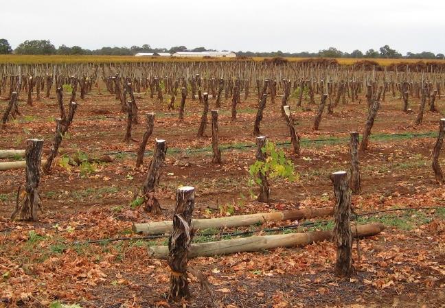Figure 11. Glengyle vineyard at the start of the CCR process, immediately after the cordon was removed. Figure 12. Glengyle vineyard in 2007 after it was reconstructed in 2002.
