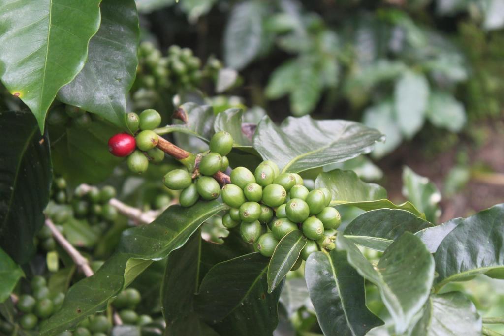 Public good contributions among coffee farmers in Costa Rica: co-operativists and private dealers Astrid Hopfensitz & Josepa