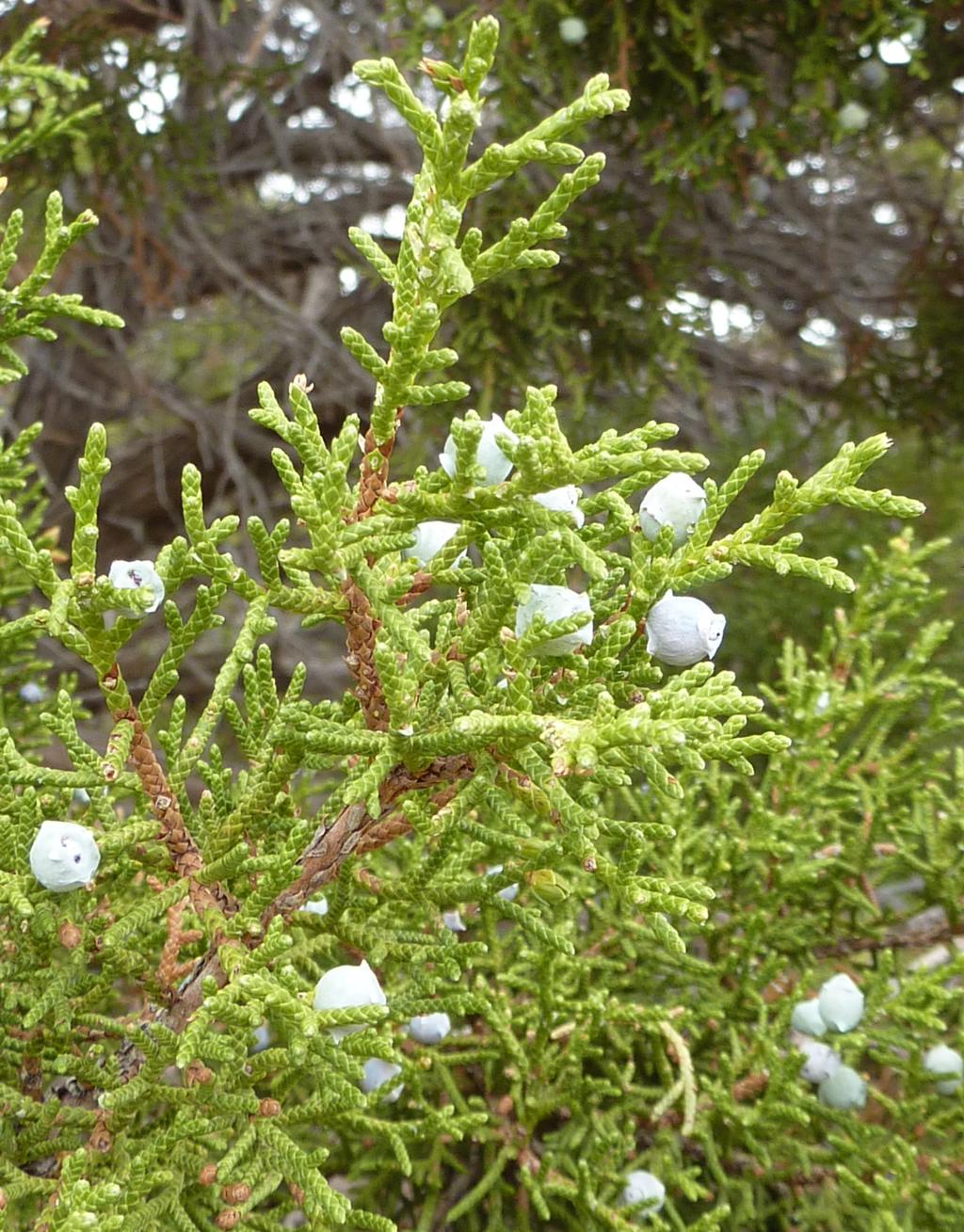 two. The current scientific name is Sabina osteosperma (Torrey) Antoine (was Juniperus osteosperma). Osteosperma means "bone-seed.