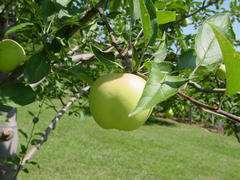 Pippin Heirloom Apples Old Favorites, Specific Qualities Black Twig Arkansas Black Winesap Stayman Baldwin