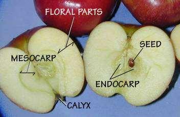 What are Pome Fruits Apples