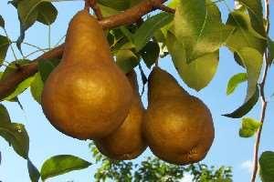 Pears European types Typical pear shape Asian types Round, firm August-October Size, shape, skin