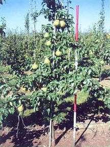 Pear Rootstocks Standard seedling Bartlett Standard seedling Pyrus betulafolia Older Oregon OHF rootstocks some reduced fruit size Following resistant to fireblight, collar rot, woolly aphids, pear