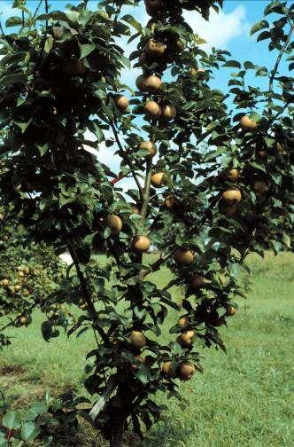 Asian Pears Fertility requirements not high.