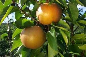 Asian Pear Varieties Atago Shinseiki - August 20 Kosui - August 23 Hosui - August 28 Shinko - September 10 Niitaka -