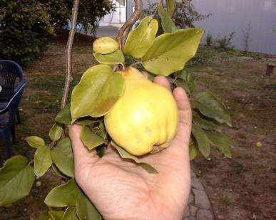 Quince Cydonia oblonga Minor fruit Not eaten fresh Used in cooking High pectin,