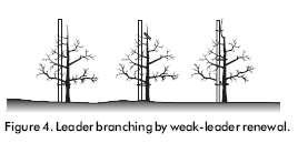 diseased Crossing branches Unproductive spurs Light penetration vs