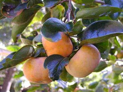 Persimmons Types Japanese (oriental) Only hardy to 10 F Astringent Must be ripened to be acceptable Can