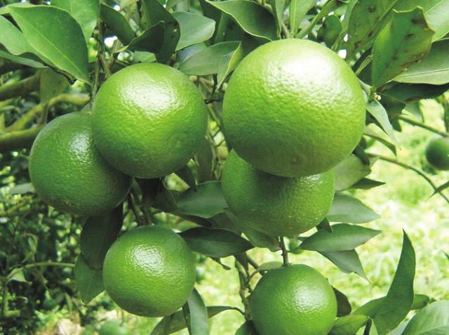 What varieties of citrus do customers often purchase from farmers? At what prices do they purchase them? PC (b) State the maturity period of each variety.