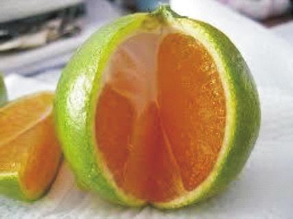 Varieties of lime Some varieties of lime include: Kaffir lime (Citrus hystrix) Key lime (Citrus aurantifolia) Musk lime (Citrofortunella mitis) Persian lime (Citrus x latifolia) Rangpur lime
