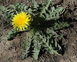 Dandelion (Taraxacum officinale) It s easy to confuse dandelion with catsear or flatweed so take along a photo of both plants as a guide.