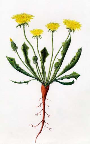 Dandelion leaves and stems, when cut, exude a milky white sap. The hairless leaves grow with backward-pointing teeth, flat to the ground from a single strong tap root.