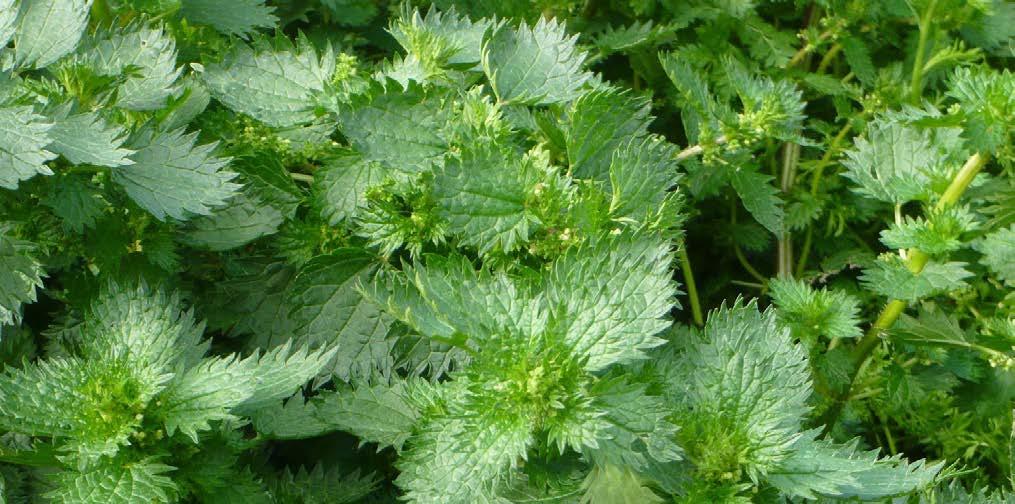 The stinging nettle has fine hairs on the leaves, which sting when you brush your skin against them.