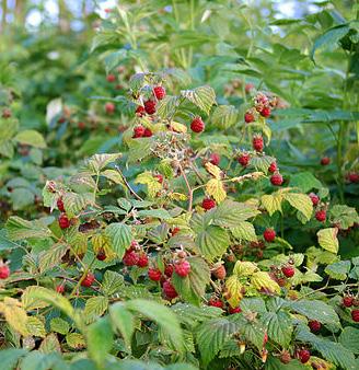 Wild Raspberry (Rubus) There are eight varieties of raspberry native to Australia; they have different leaf shapes and growing habits.