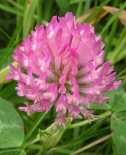 Most legumes prefer a neutral to alkaline soil, however, red clover can tolerate a neutral to acid soil.