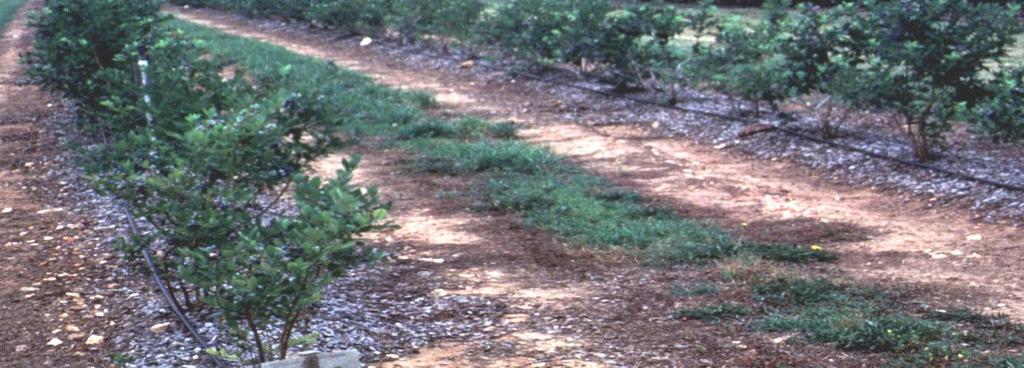 Grape and Blueberry Weed Control Destroy perennials before planting Mulch with organic materials