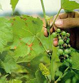 Black Rot Guignardia bidwellii Grape Foliar symptoms: Appear in late spring Early - Small reddish spots Later -