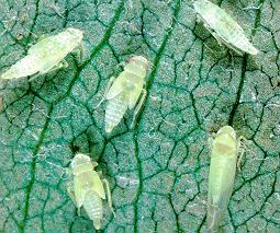 Grape Insect Pests Leafhoppers Adult and nymphs Treat