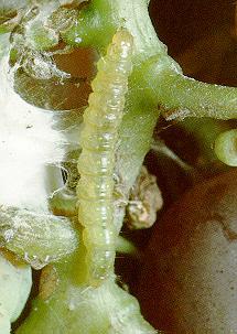 Grape Insect Pests Leafrollers Treat when first brood emerges from rolled