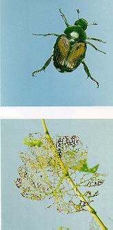 Grape Insect Pests Beetles Green June beetles Japanese