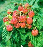 Bramble Fruits Blackberries and
