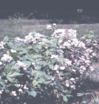Blackberries Hardy plants - few pests Most