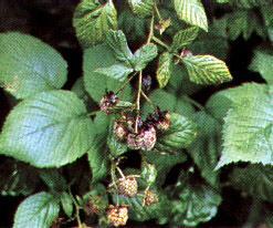 Fruit rot Botrytis cinerea Blackberry and Raspberry Infects blossoms and fruit Symptoms on fruit appear near