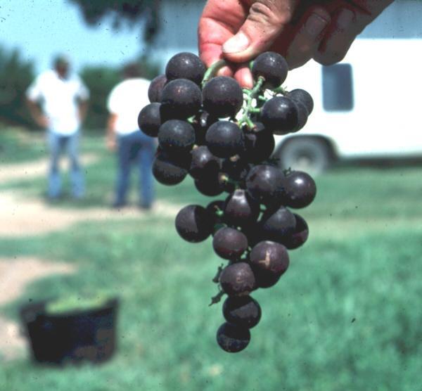 American Bunch Grape Derived from native grape species + some mixture of European species Popular home