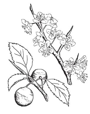 Fascinating facts to support s Page 5/19 Cherry plum (Prunus cerasifera) 1.