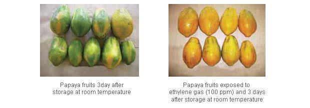 Uniform ripening of papaya fruits using ethylene gas Fruit ripening using calcium carbide Most climacteric fruits in India are ripened with industrial grade