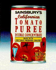 A European First On February 5, 1996, branches of Safeway and Sainsbury s supermarkets throughout the UK started to sell tomato pureé made from genetically-modified tomatoes.