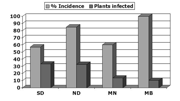 Phoma Incidence and Severity in