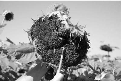 Sunflower Head Maggot Injury Seed sterility Tunneling through ovaries (seeds) No webbing (webbing indicates banded sunflower moth or sunflower moth) Influence of