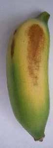 Ethylene accumulation during banana ripening (Von Loesecke 1929), while the amount of