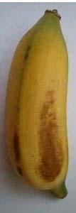 banana were α-carotene, β-carotene and lutein (Gross, et al. 1976).