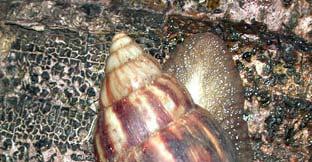 SPREAD OF GIANT AFRICAN SNAIL