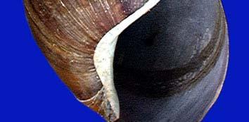 West Indies Achatina achatina from