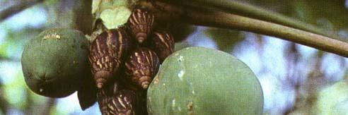 The Giant African Snails reached the Hawaiian Islands
