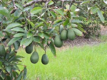 Hawaii Sharwil Avocado to Northern-tier States and D.C.
