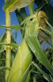 More damage is likely to occur under high insect pressure and in hybrids lacking good tip cover.
