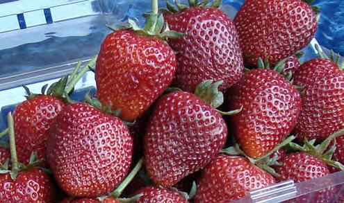 Everbearing Strawberries As people noticed that some types of strawberries bore small fall crops in addition to a spring crop, breeders and hobbyists began selecting for this trait.