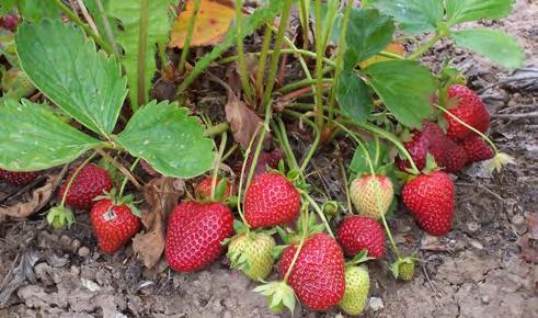 Day-neutral strawberries flower throughout the growing season as long as temperatures are below 90 F. Periods of hot weather will cause a temporary gap in fruit production.