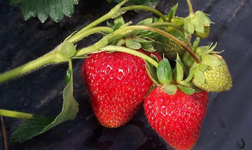 individual plants. This type of strawberry can be grown in annual or perennial production systems. Cultivars are listed in Table 3.