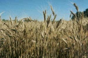 Crop Identification - Wheat