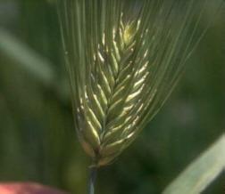 Crop Identification - Barley Annual grass