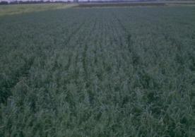 Crop Identification - Oats Annual grass Stems 3