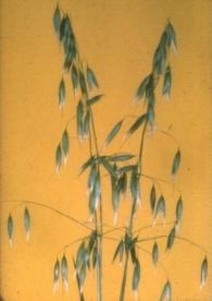 panicle-type inflorescence spikelets with large,