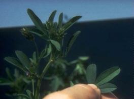 Crop Identification - Alfalfa Deep taproot and welldeveloped